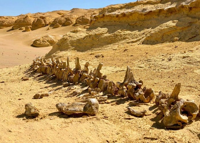 One-of-the-remains-of-whales-in-Wadi-Hitan